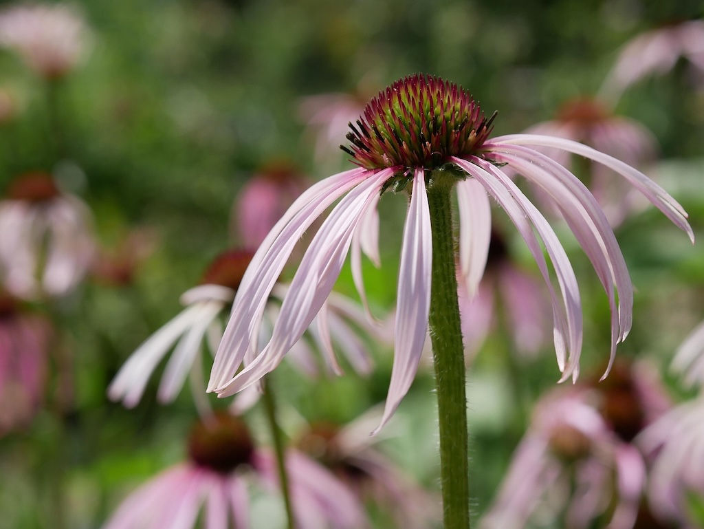 Echinacea pallida