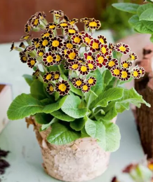Primula veris Victoriana chocolate