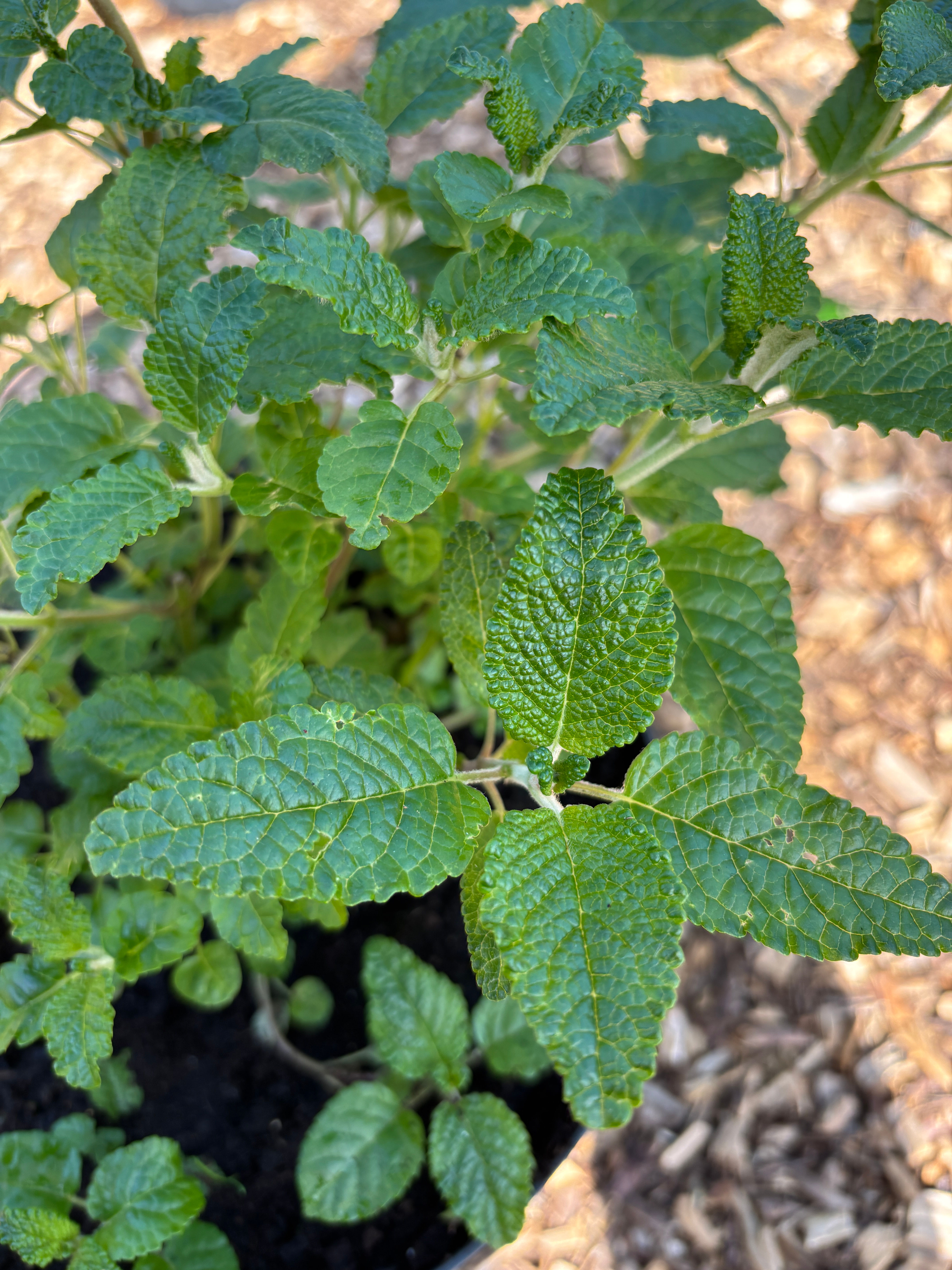 Salvia Corrugata