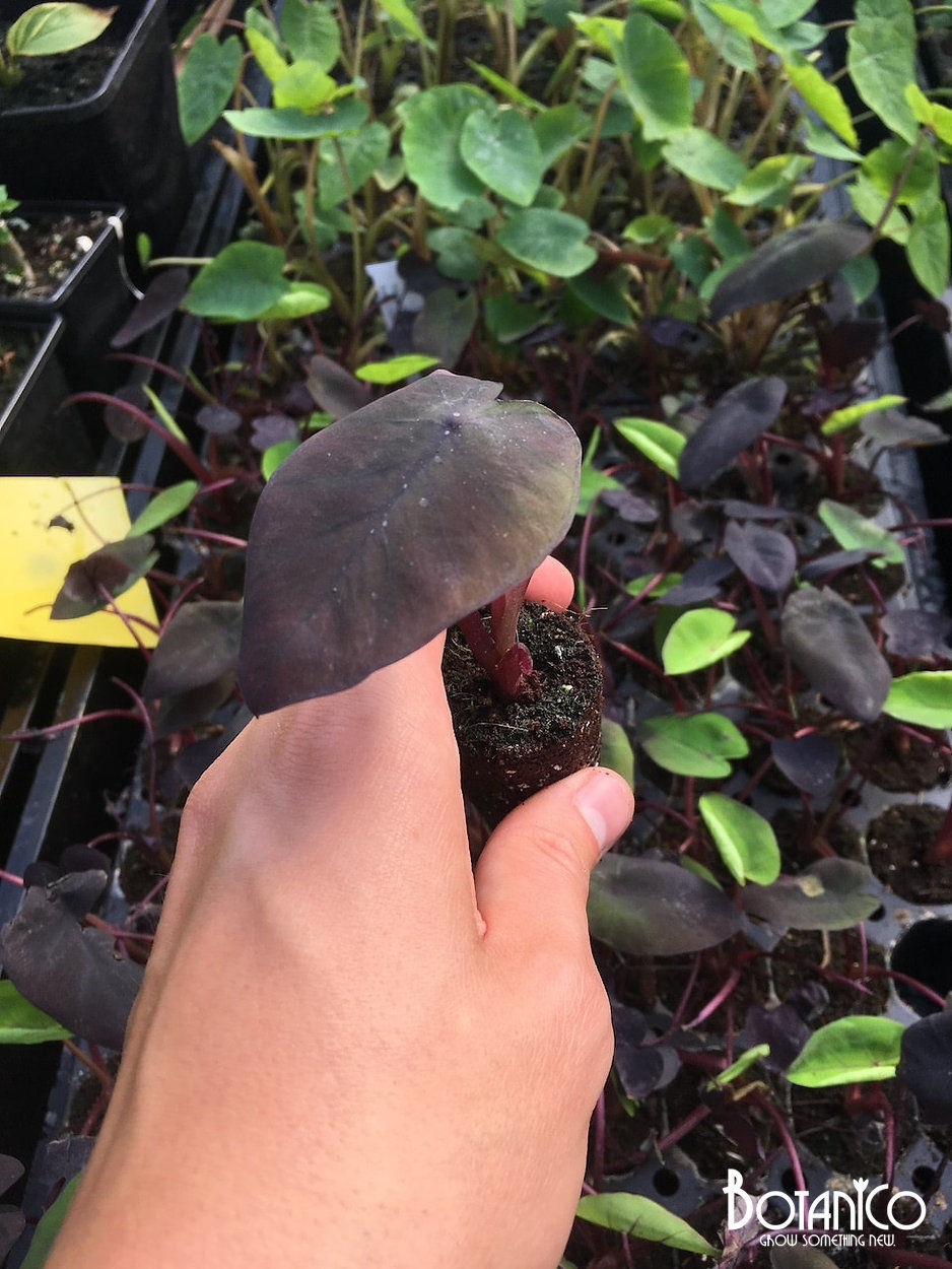 Colocasia 'Black Ripple'