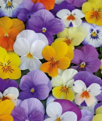 Viola x cornuta Twix Audrey Mix