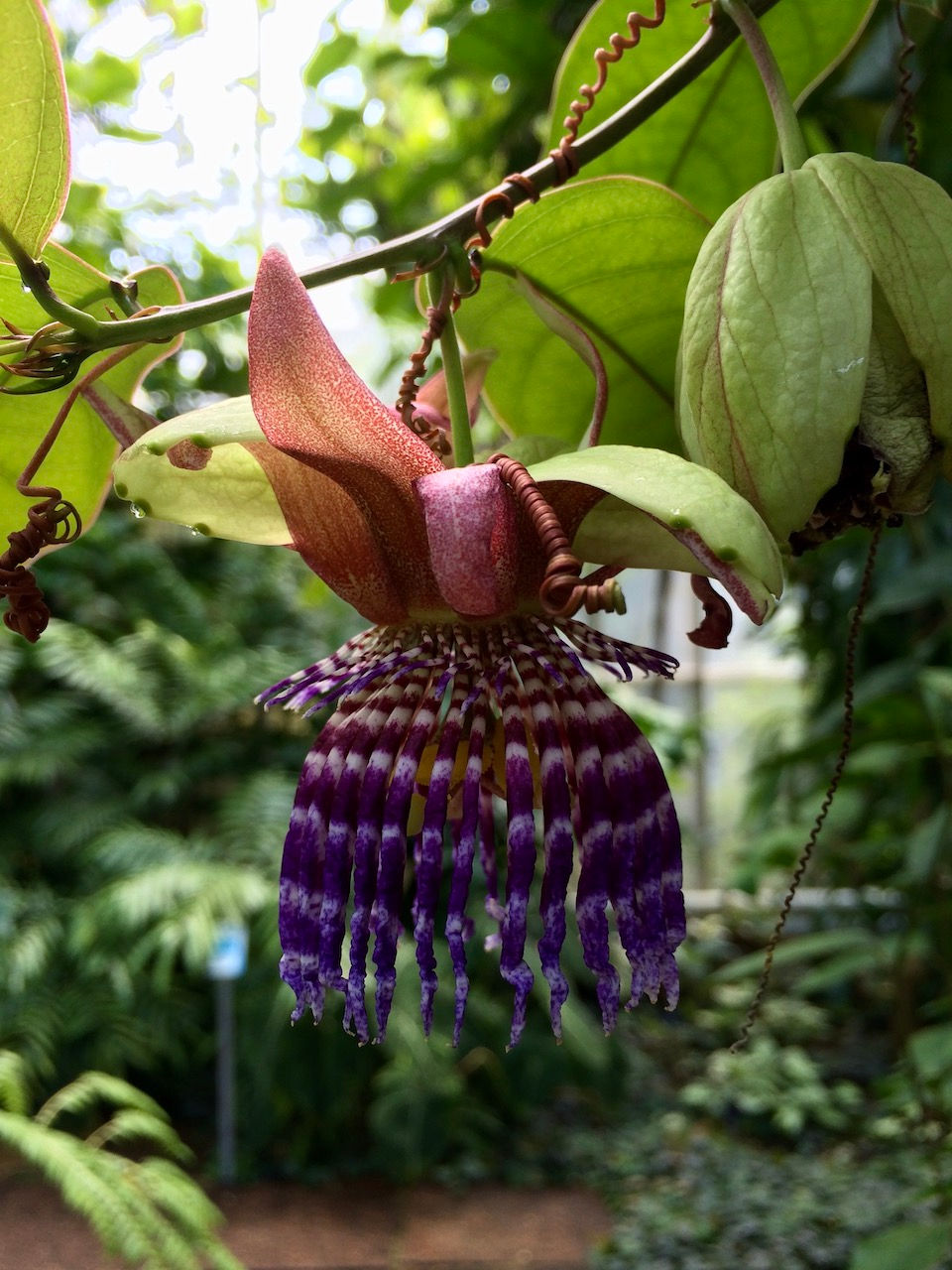 Passiflora serrulata