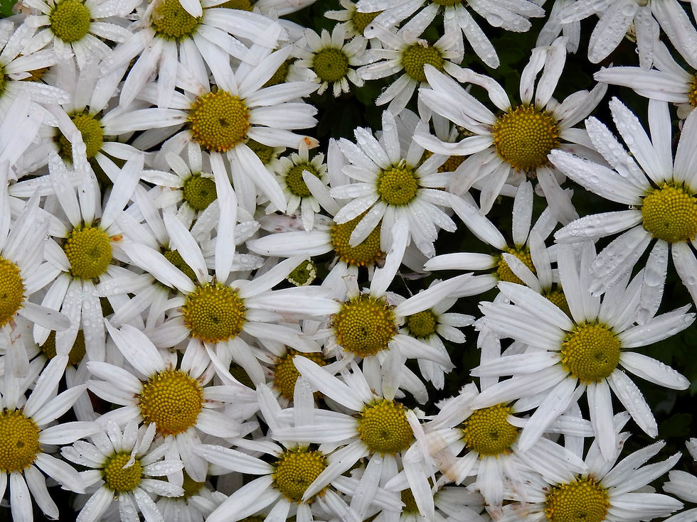 Leucanthemum vulgare