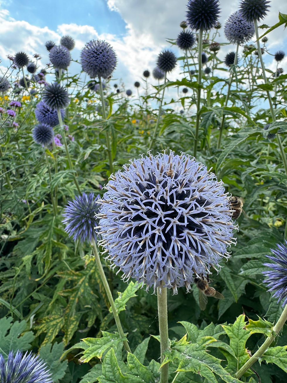 Echinops ritro