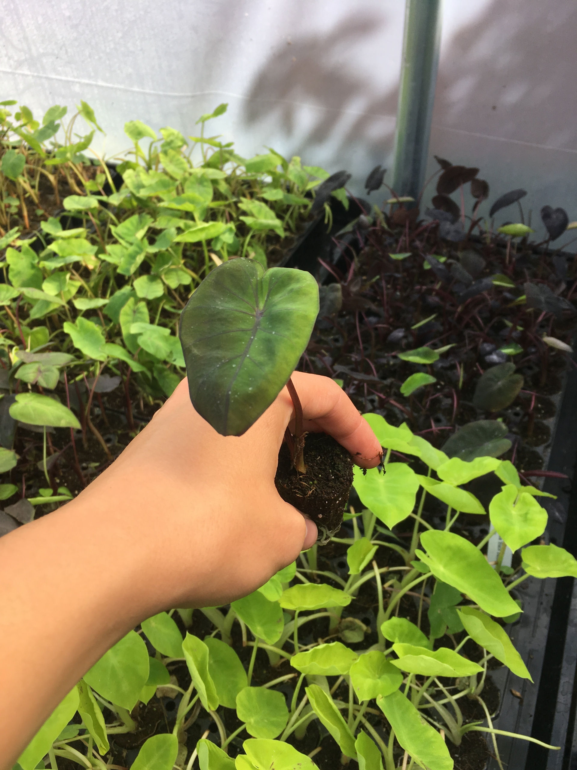Colocasia 'Black Sapphire Gecko'