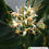 Thumbnail: Hedychium yunnanense