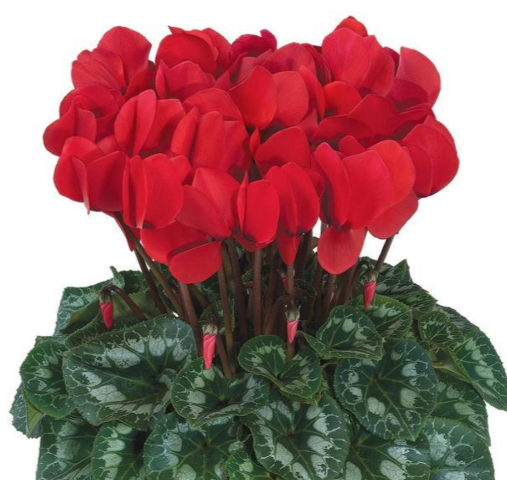 Cyclamen persicum Halios F1 Red Rebelle