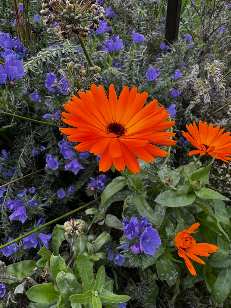 Calendula Orange King