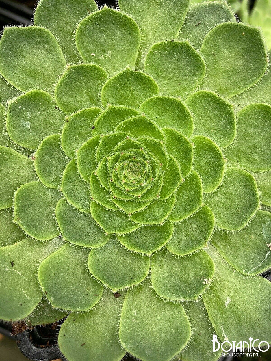 Aeonium tabuliforme