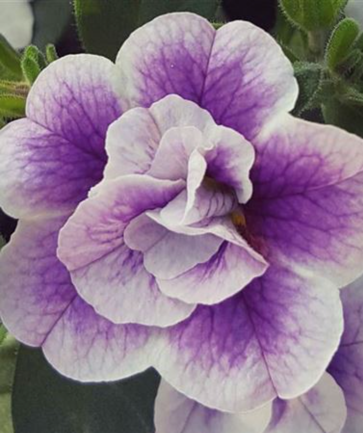 Calibrachoa Double Blue Bicolor