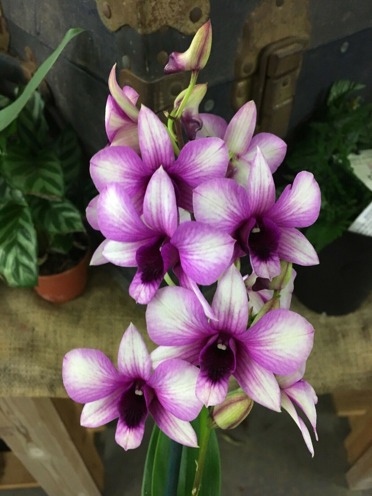 Dendrobium hybrids