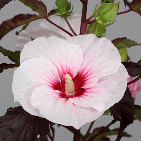Hibiscus Carousel Jolly heart | Botanico
