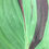 Thumbnail: Canna 'Cleopatra'