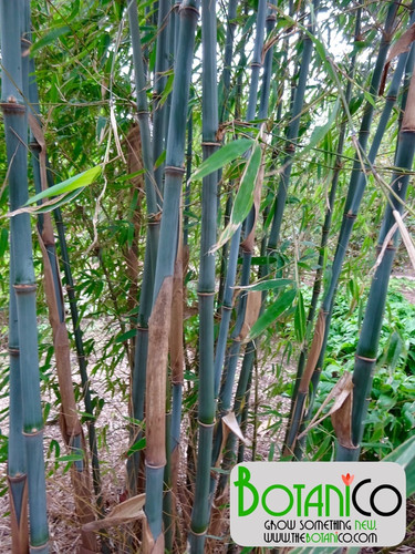 Fargesia papyrifera | Botanico