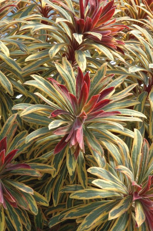 Euphorbia x martinii Ascot Rainbow