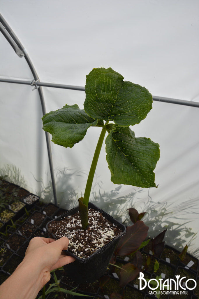 Arisaema propinquum syn. wallichianum