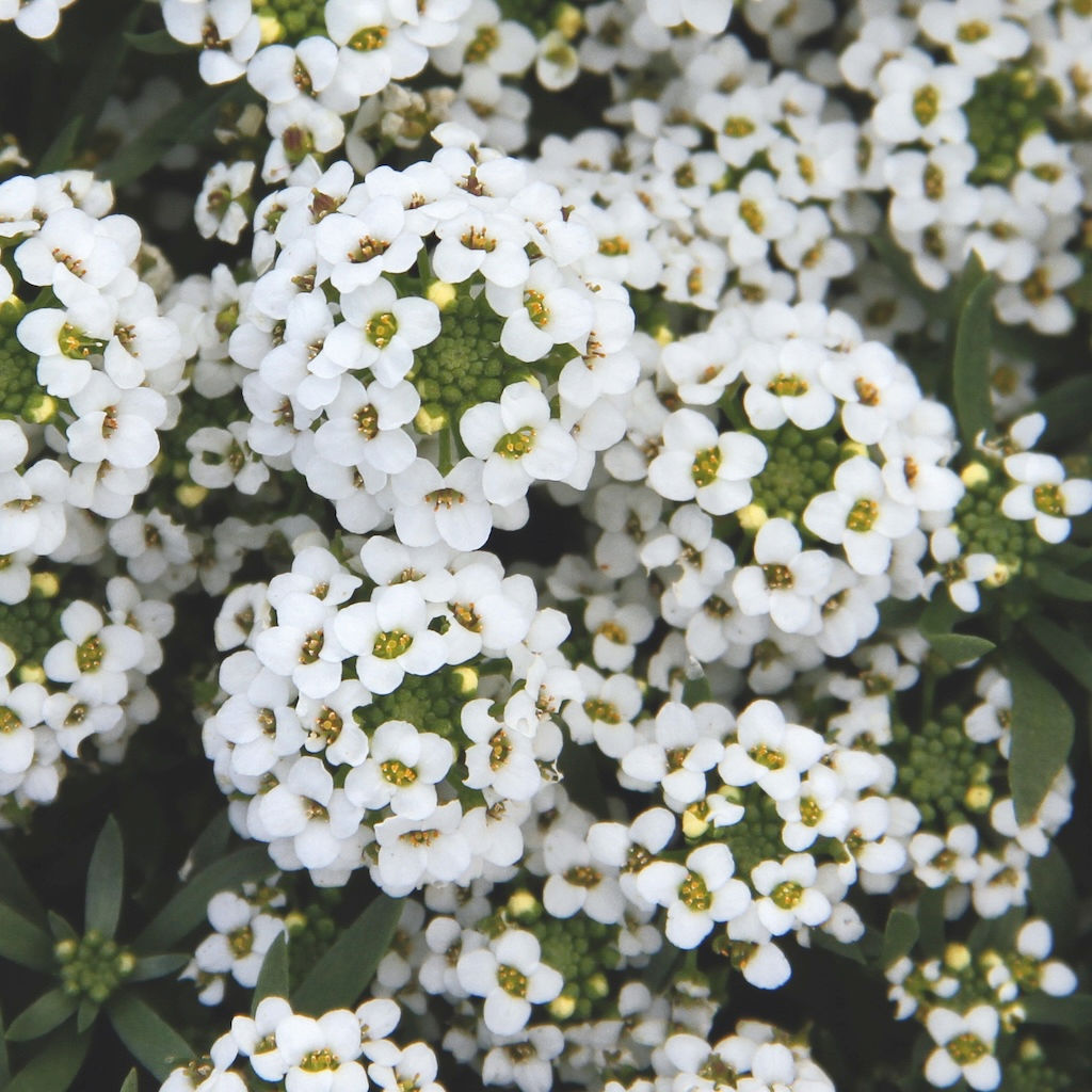 Lobularia maritima White