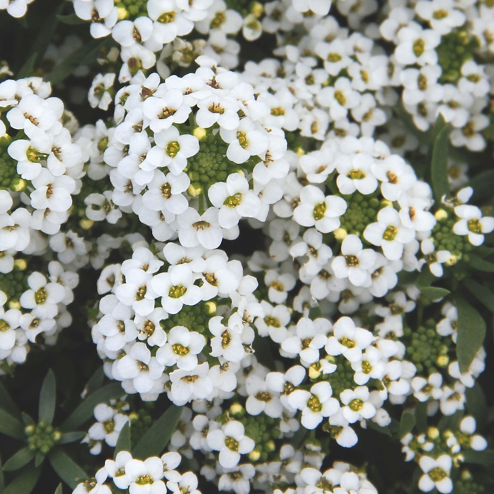 Lobularia maritima White
