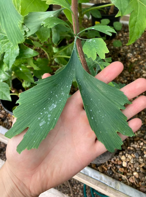 Ginkgo Biloba