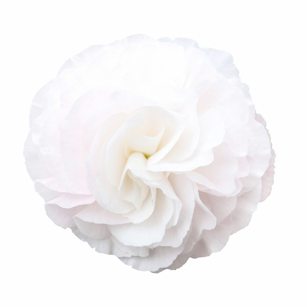 Begonia Nonstop Appleblossom