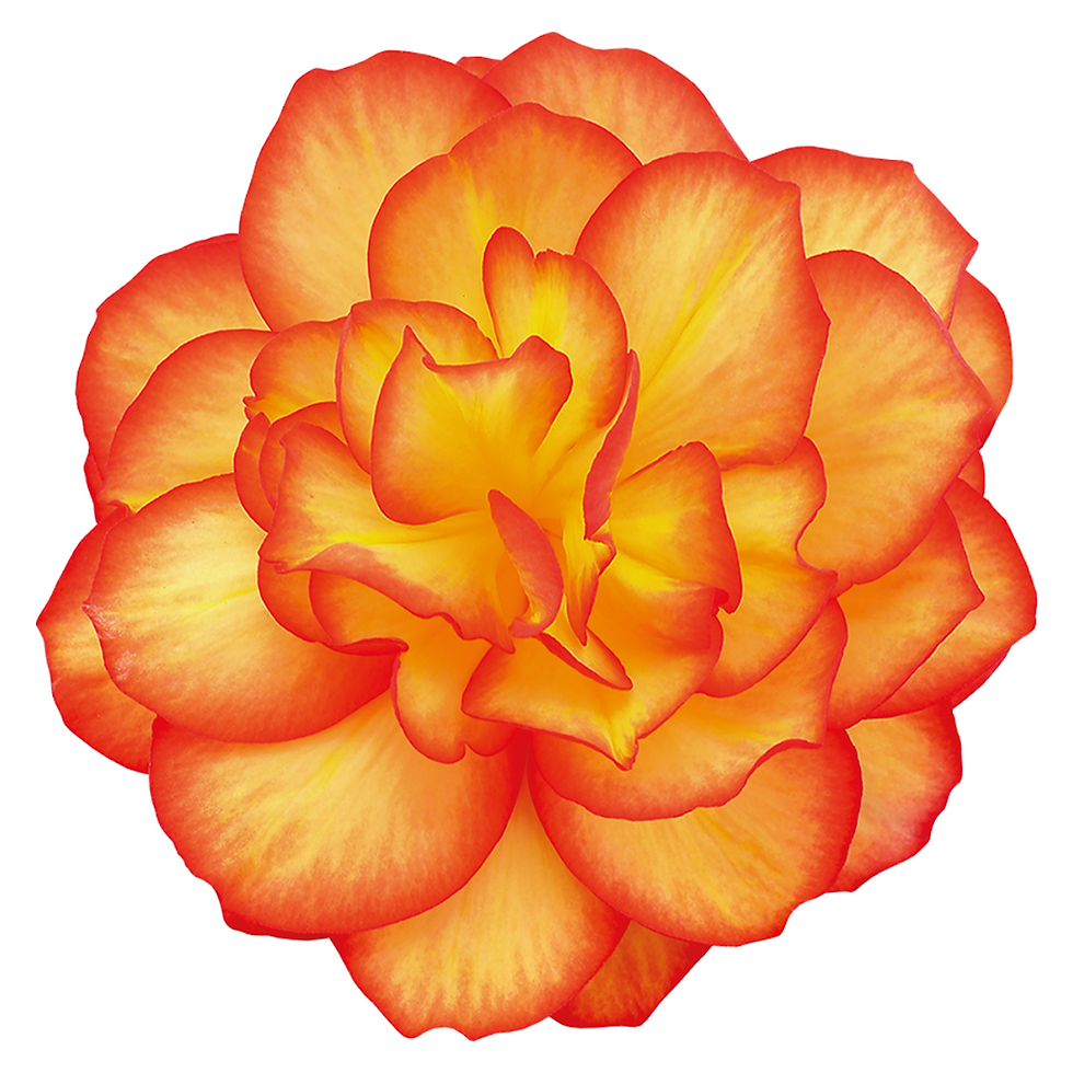 Begonia Nonstop Fire