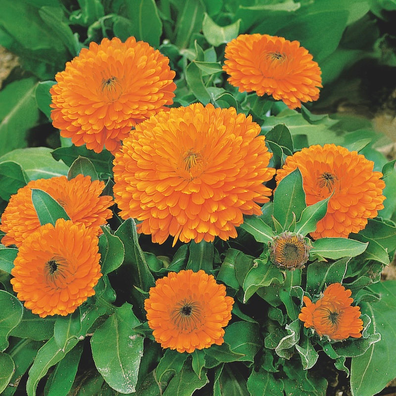 Calendula Orange with Black Eye