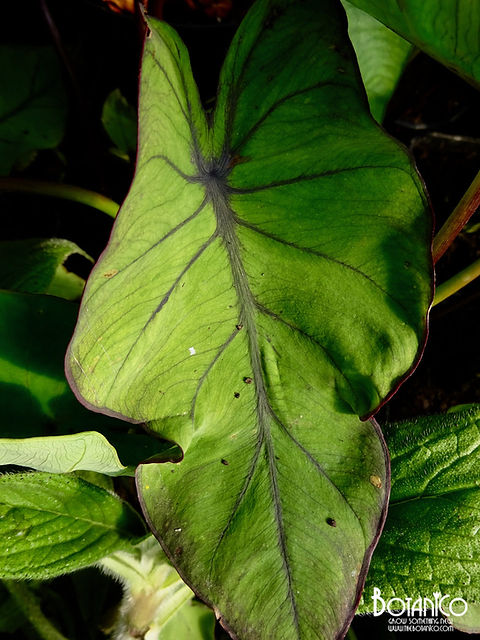 Colocasia esculenta 'Blue Hawaii' | Botanico