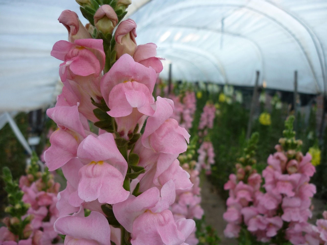 Antirrhinum Cheerio mix