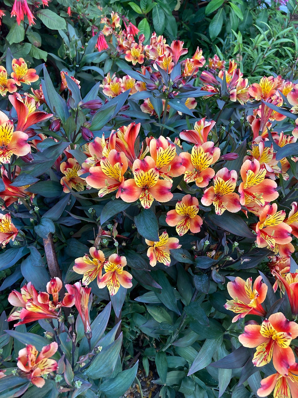 Alstroemeria indian summer