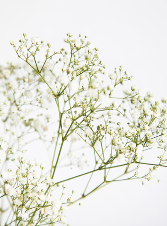 Gypsophila paniculata ‘Single white’