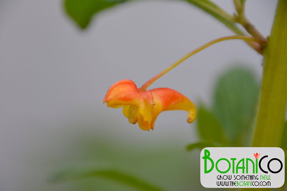 impatiens gomphophylla