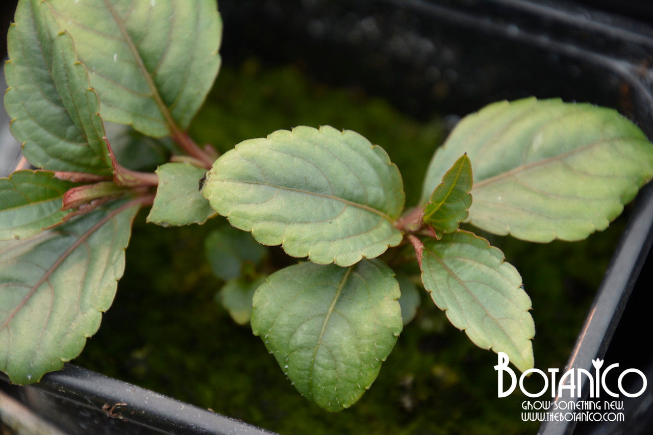 Impatiens oxyanthera