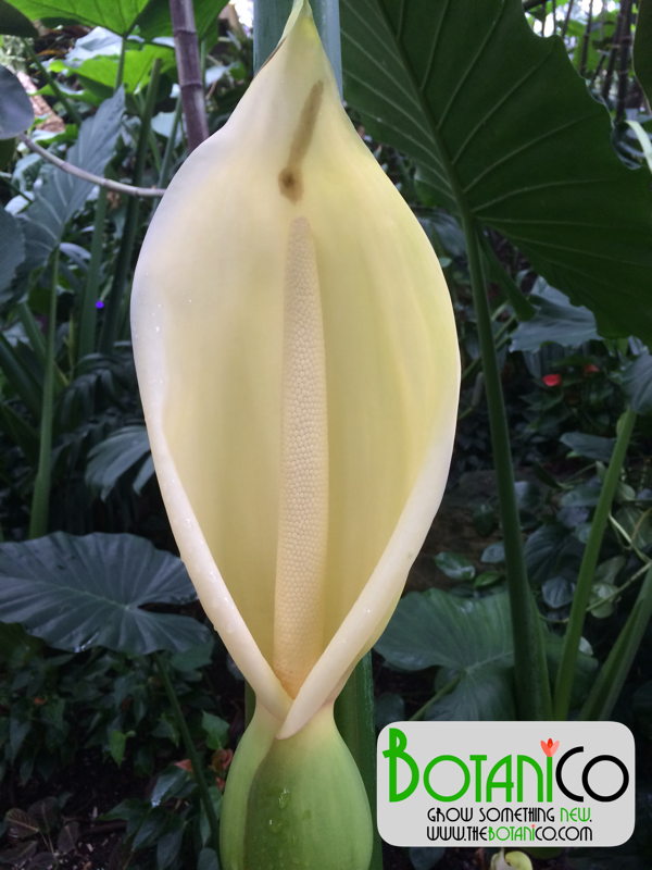 Alocasia macrorrhiza