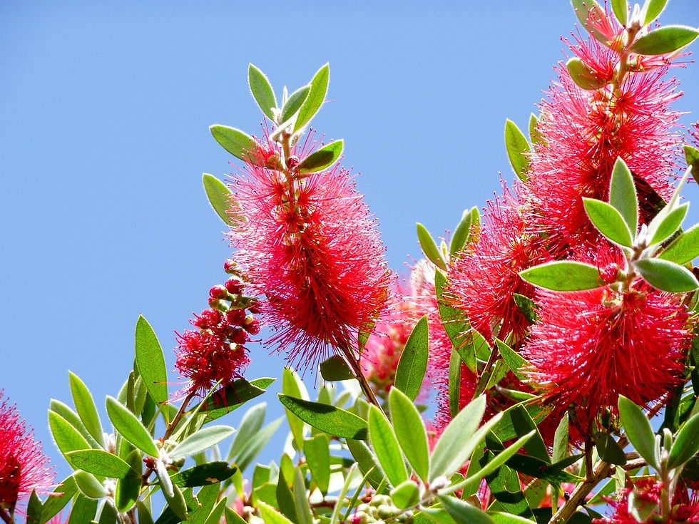 Callistemon Red Cluster