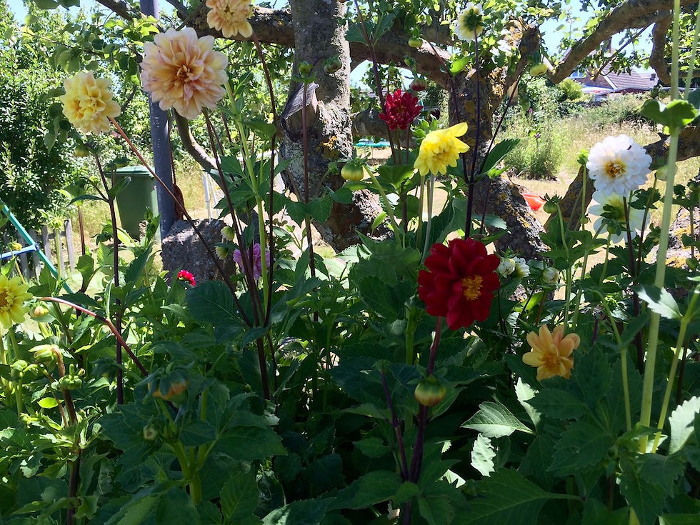 Dahlia unwins Dwarf hybrid mix