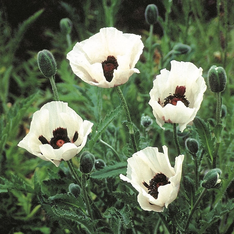 Papaver orientale Royal Wedding