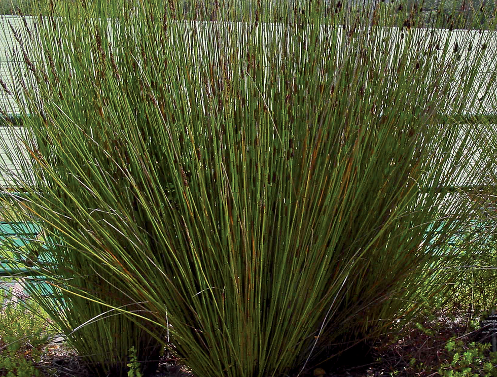 Elegia tectorum