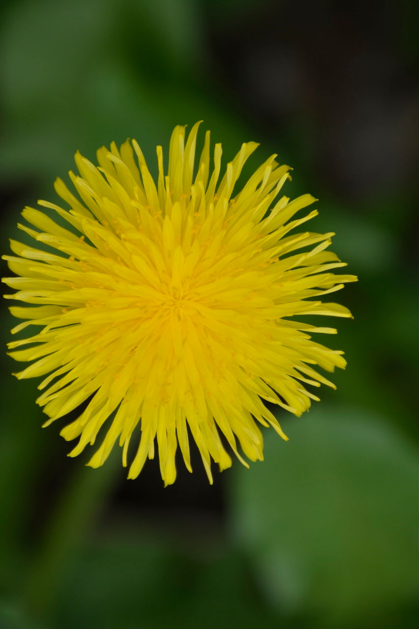 Taraxacum officinale