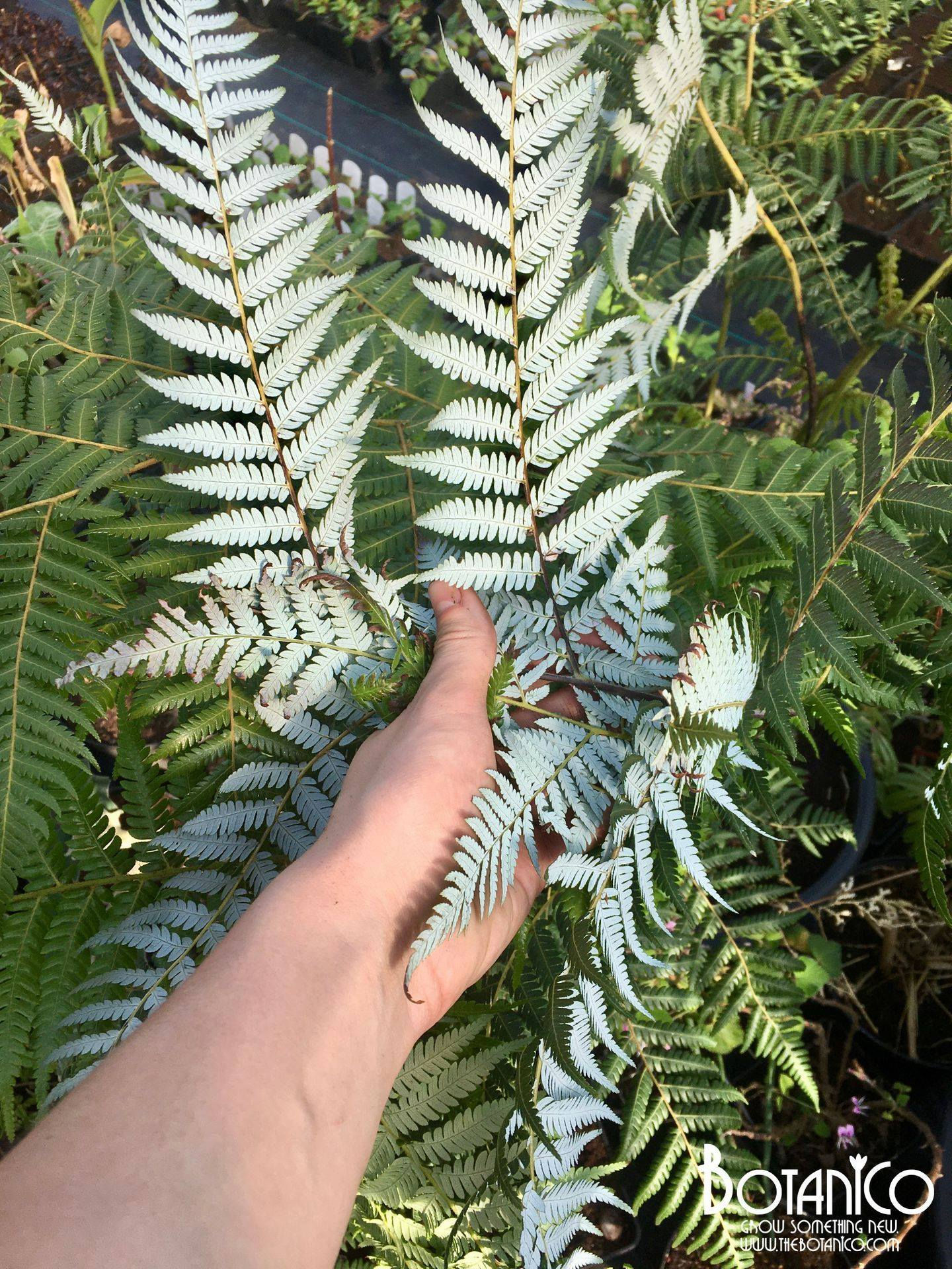 Cyathea dealbata