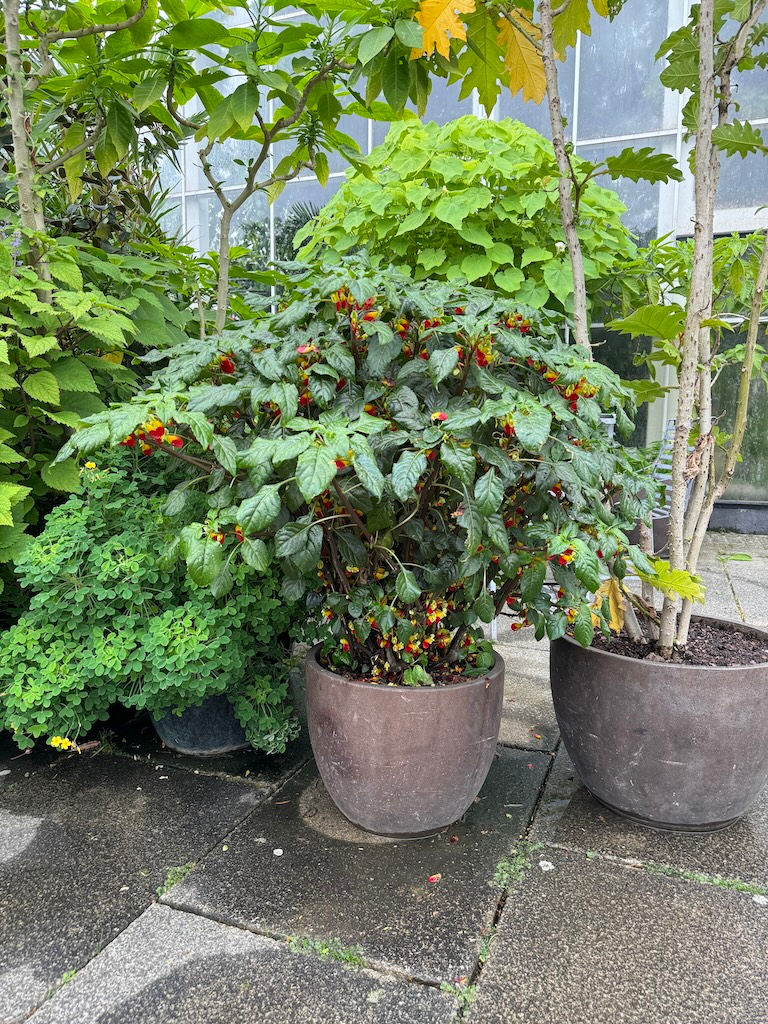 Impatiens niamniamensis