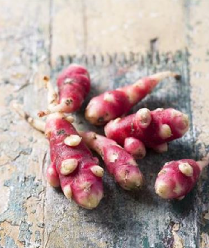 Oxalis tuberosa ‘Giggles’