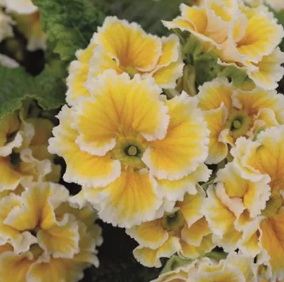 Primula vulgaris Sacarina F1 Yellow