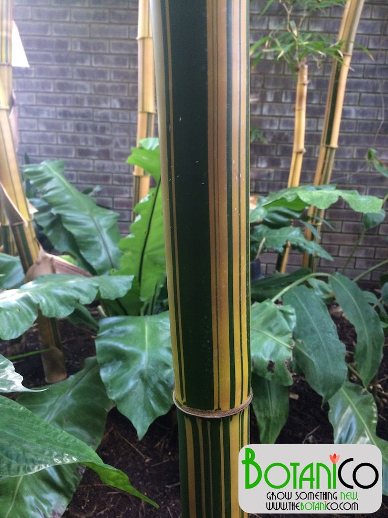 Phyllostachys aureosulcata var. spectabilis