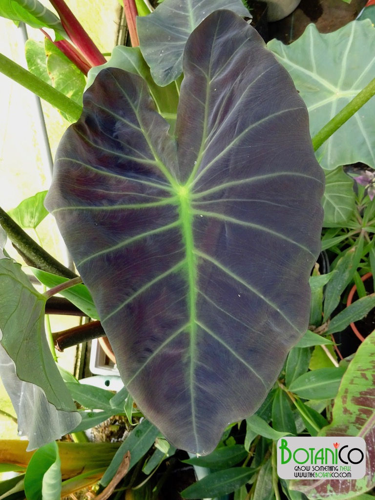 Colocasia esculenta 'Coal Miner'