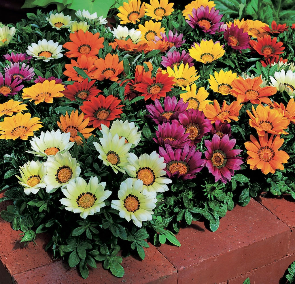 Gazania rigens Mix