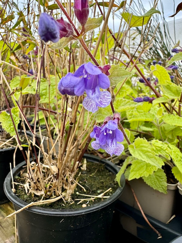 Meehania urticifolia