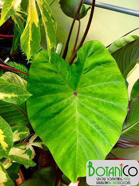 Colocasia esculenta Pink China | Botanico