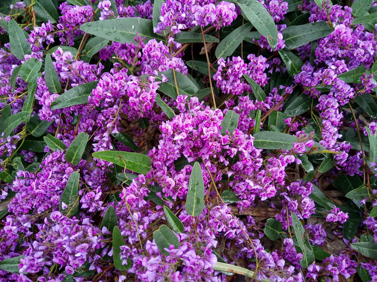 Hardenbergia violacea