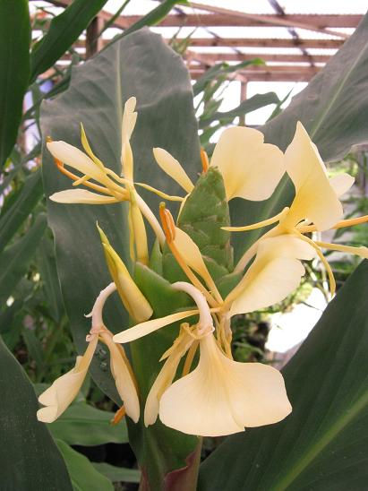Hedychium maximum