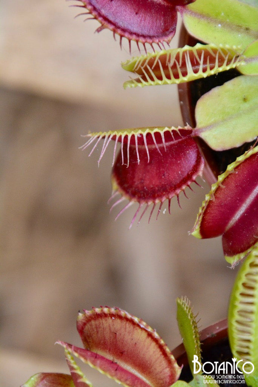 Dionaea muscipula